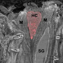 A grayscale tomography image of snake tissue